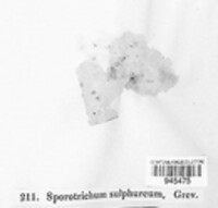Arthrographis sulphurea image
